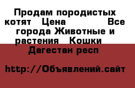 Продам породистых котят › Цена ­ 15 000 - Все города Животные и растения » Кошки   . Дагестан респ.